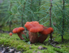 Laccaria bicolor