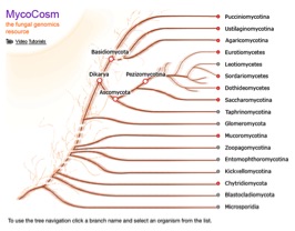 Tree representation of DOE JGI fungal projects.  (Image by T. Smirnova for DOE JGI Fungal Genomics Program)