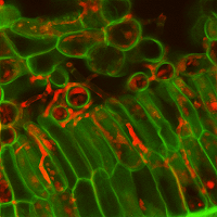 Original confocal microscopy image of infected leaves from poplar cv. (Image by StéphaneHacquard, INRA Nancy)