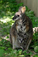 Tammar wallaby (photo by Mehgan Murphy, Smithsonian’s National Zoo)