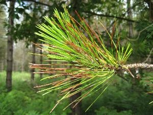 Needle blight caused by the fungus Dothistromaseptosporum.  (Rosie Bradshaw, Ph.D., Massey University, New Zealand)