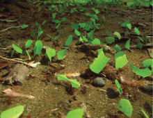 Leaf-cutter ants forage for leaves that they use to cultivate a fungus in specialized gardens. (Wikipedia, CC-BY-SA-3.0,2.5,2.0,1.0)