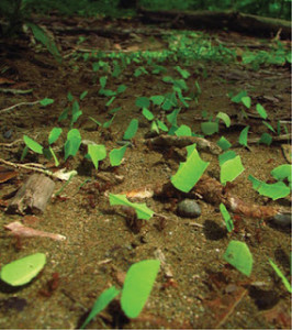 Leaf-cutter ants forage for leaves that they use to cultivate a fungus in specialized gardens.  (Wikipedia, CC-BY-SA-3.0,2.5,2.0,1.0)