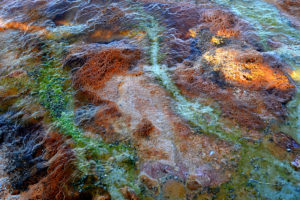 Thermophilic microbial mat in West Thumb Geyser Basin, Yellowstone National Park (Marissa Fessenden).