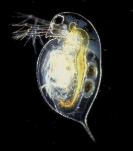 daphnia_hebert