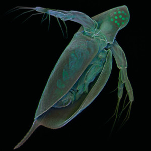 daphnia_michels