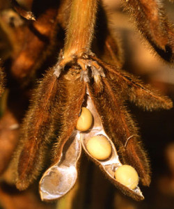 lores_dried_soybean