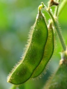 soybeans