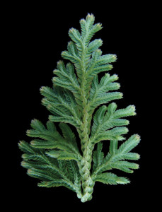 spikemoss