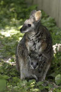 Mother (Kiah) and Joey