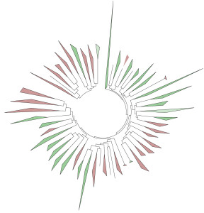 Phylogenetic Tree