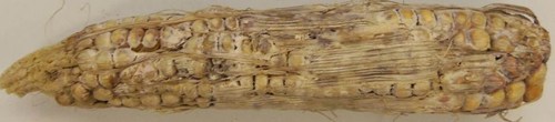 Photo: One of the objectives of the MetaMaize project, led by Rebecca Nelson and Alice Churchill of Cornell University, is to look for protection against mycotoxigenic ear-rot fungi. Credit: Laura Morale