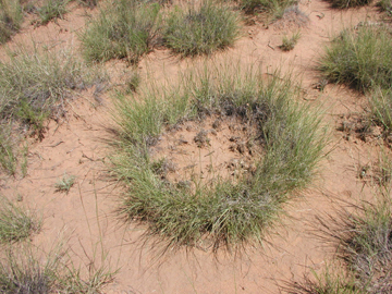 Photo: Blue grama grass ring (Scott Collins, University of New Mexico and Sevilleta LTER Director)