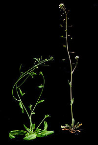 Arabidopsis thaliana next to a wild-grown Capsella rubella plant (photo courtesy Janne Lempe)