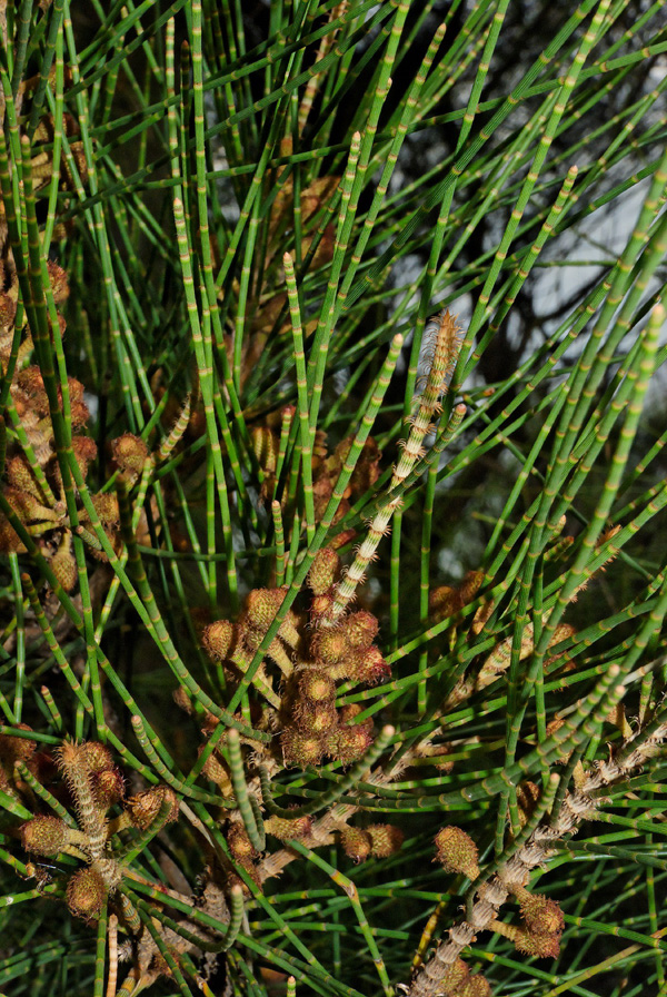 C. glauca (Tony Rodd/Flickr via CC BY-NC-SA 2.0)