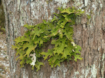 Lobaria_Wikimedia