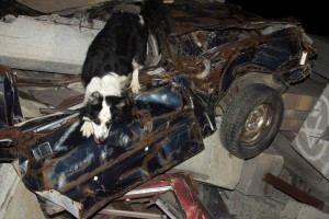 Moose training at a simulated urban disaster site in Menlo Park, CA 