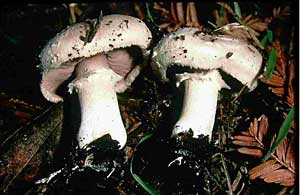 Agaricus bisporus, conifer forest soil, Moss Beach, CA. Photo courtesy R.W. Kerrigan.