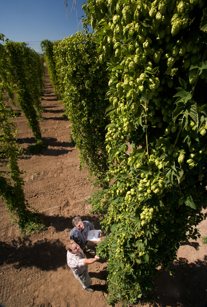 Photo: Stephen Ausmus, USDA