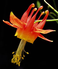 Aquilegia formosa photo courtesy Scott Hodges, UC Santa Barbara