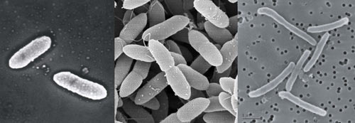 Left to right, Azospira suillum PS, Ferrutens nitratireducens 2002, and Diaphorobacter TPSY.