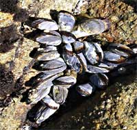 calmussel