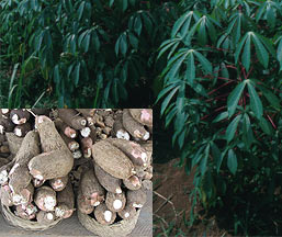 cassava