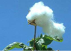 cotton