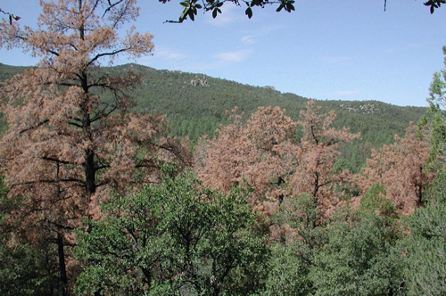 Bobbe Fitzgerald, Arizona Zone Forest Health, USDA Forest Service