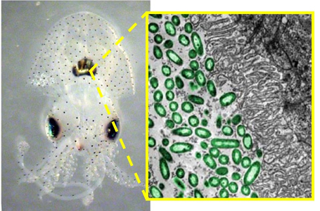 V. fischeri (right) is a bioluminescent symbiont found in the light-sensing organ of the Hawaiian bobtailed squid (left). Photo by Eric Stabb, University of Georgia