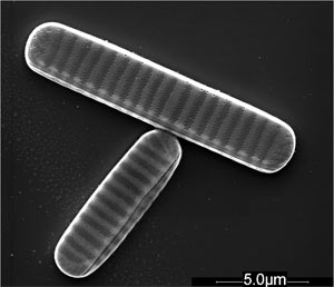 Fragilariopsis cylindrus, shown in "valve" view. Image courtesy of Henrik Lange and Gerhard Dieckmann (Alfred-Wegener Institute for Polar and Marine Research, Germany)