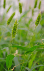 Green foxtail (Daniel Waxler, Donald Danforth Plant Science Center)