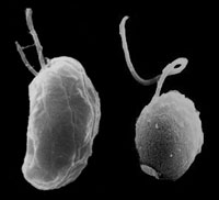 Scanning electron micrographs of Guillardia theta (left) and Bigelowiella natans. Images courtesy of Dr. Geoff McFadden (University of Melbourne, Australia).