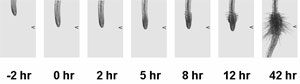 In vitro haustorium development in Triphysaria exposed to Arabidopsis root exudates