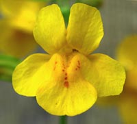 lowres_mimulus1