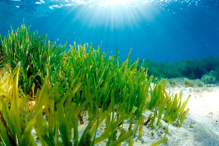 P. oceanica meadows such as this one off Formentera Island, Spain play host to Marinomonas bacteria. Photo by Manu Sanfelix