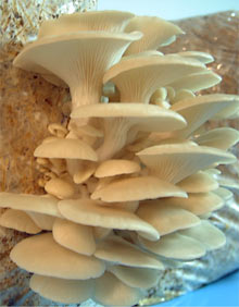 pleurotus