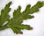 selaginella