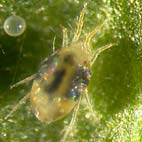 spidermite