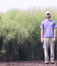 switchgrass