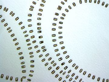 Thalassiosira rotula isolated from a bloom in the North Atlantic. Each barrel-shaped object is one cell of the diatom. The cells are held together by silica spindles.(photo courtesy T. Rynearson, Univ. of Rhode Island)