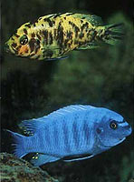 twocichlids