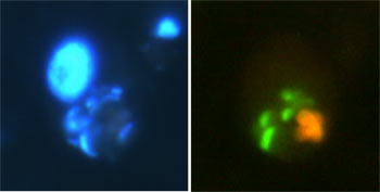 Marine heterotrophic protist with prey cells in its gut. The orange comes from several Synechococcus (a photosynthetic marine cyanobacterium) cells and the green from greeen fluorescent protein-labelled Vibro cholerae cells (the bacterium that can cause cholera). The large blue region in the left panel is the nucleus of the eukaryotic predator (protist). Photos: AZ Worden.