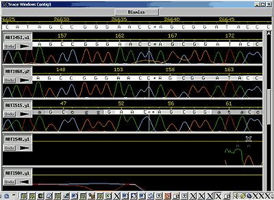 Comparing electropherogram traces in Consed.