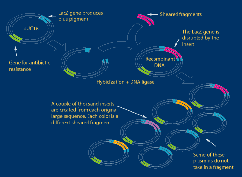 pUC18insertion