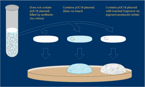 transfoutcomes