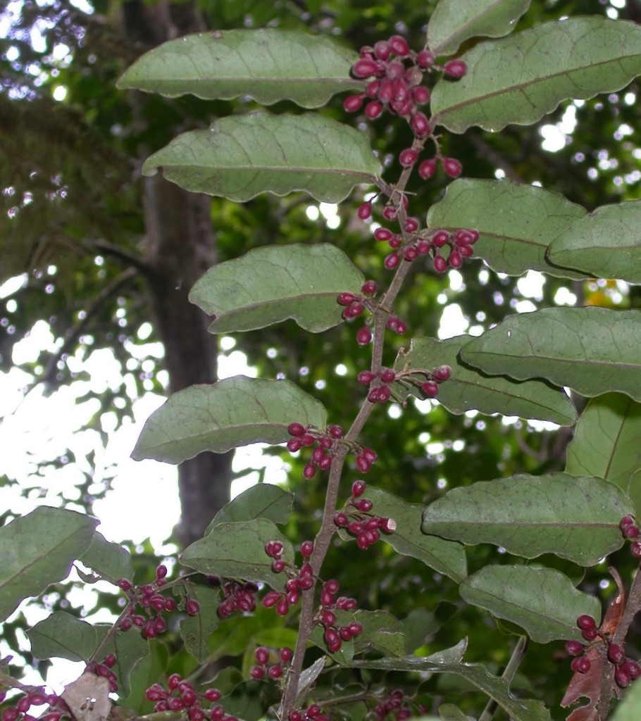 Amborella in fruit_cropped2