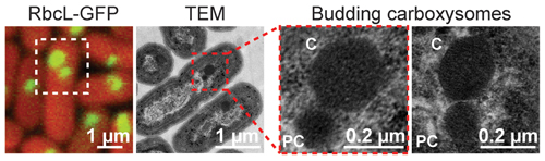 Image: For the first time, researchers were able to watch cyanobacteria make their critical carbon-fixing carboxysomes inside living cells using a pioneering visualization technique. Images by Jeffrey Cameron and Cheryl Kerfeld (far left) and Susan Bernstein and Cheryl Kerfeld (center images and far right image).