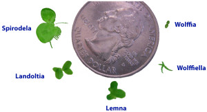 Spirodela is one of the smallest plants in the world. Here it is displayed with other comparable plants.