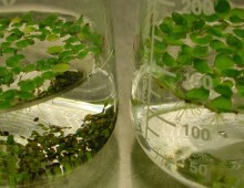 Duckweed is a relatively simple plant with fronds that float on the surface of the water and roots that extend into the water. In the flask on the left, you can see the dormant phase, turions, that have dropped to the bottom. Photo by Wenquin Wang